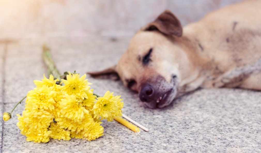 Guiding Children Through Pet Loss