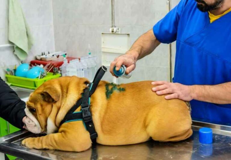 Can Puppies Develop Hip Dysplasia From Eating Lots Of Grass