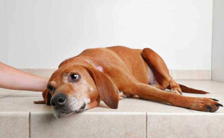 Kidney Failure Dogs