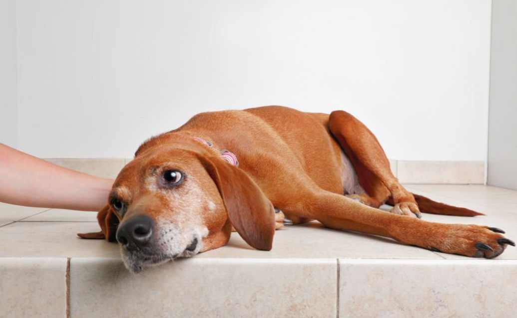 the-dangers-of-kidney-failure-in-dogs-puppies-diary