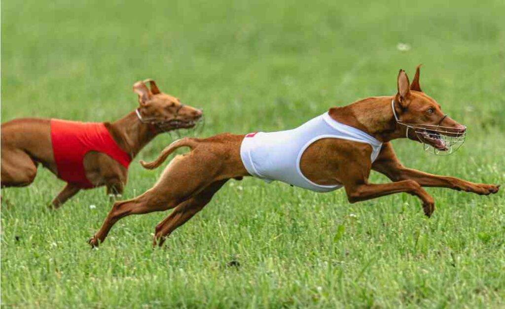 Locating Lure Coursing