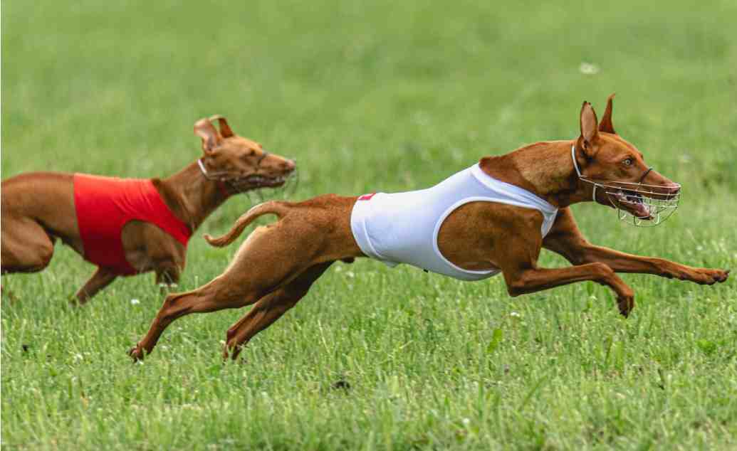 Lure Coursing Hidden Facts Of Competitive Sport And Speedy Dogs