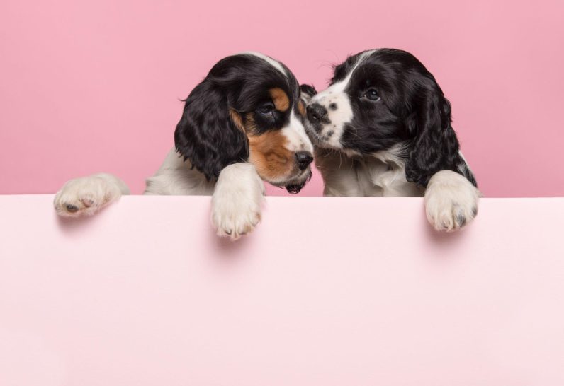 Process of Breeding Dogs