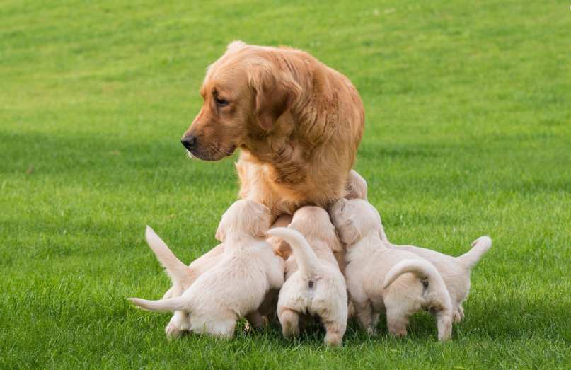 Registering Puppies with American Kennel Club