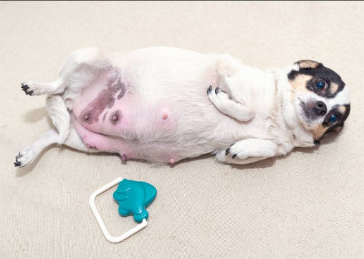 Responsible Dog Breeding