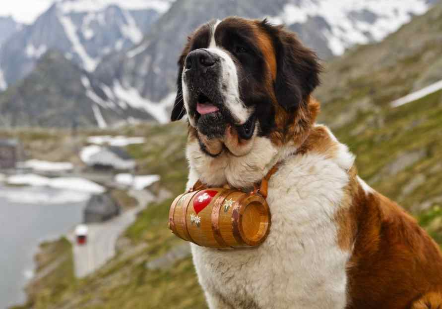SAR Dogs History