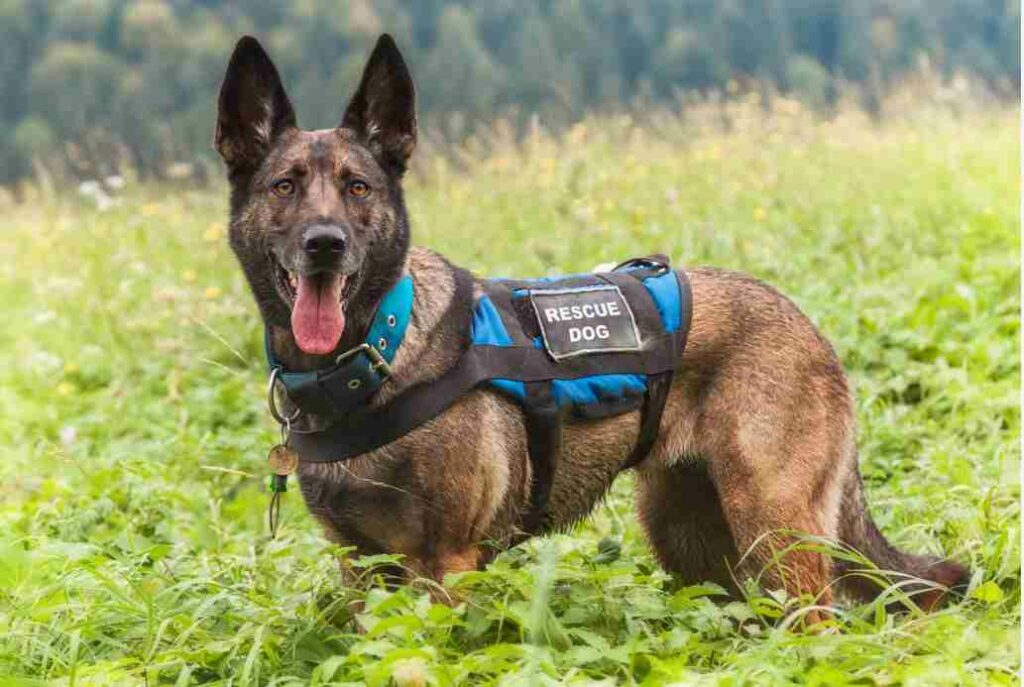 SAR Tracking Dogs