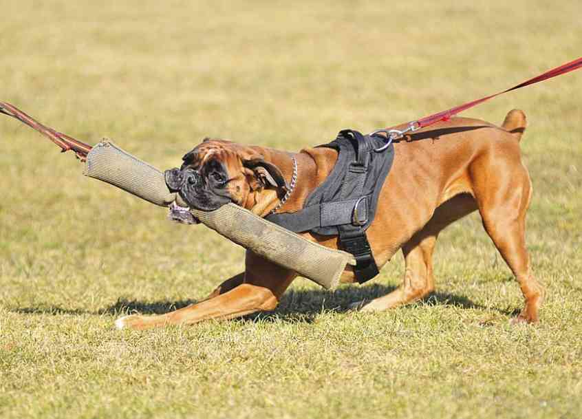 Schutzhund Titles and Requirements