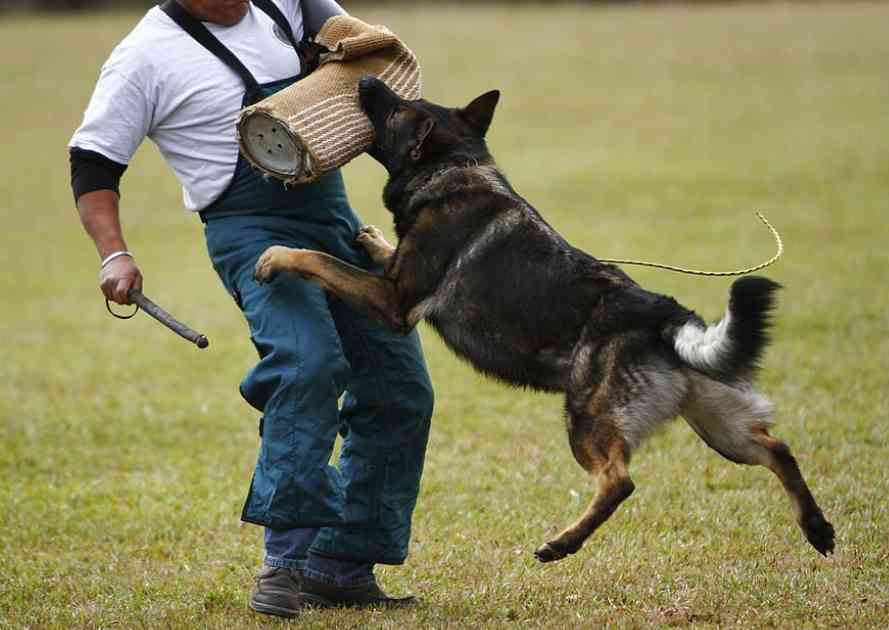 Schutzhund Training for Dogs