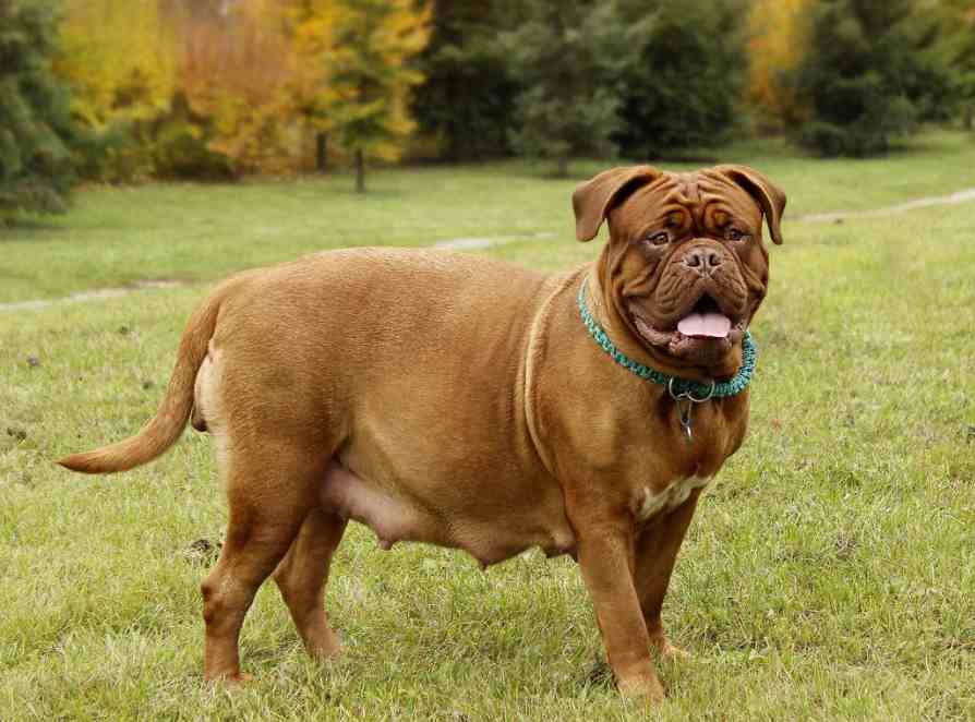 Signs Your Dog's Labor