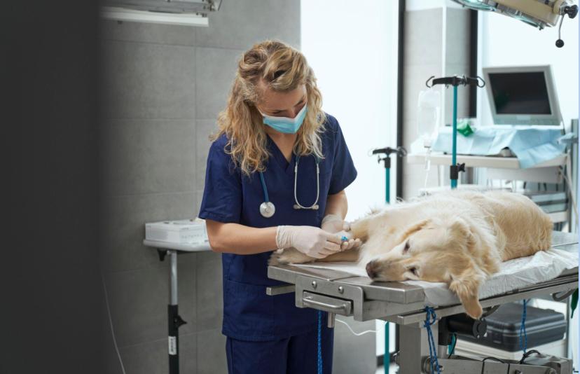 Spaying or Neutering Dog