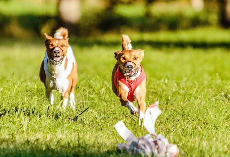 Speed and Agility Dog Breeds