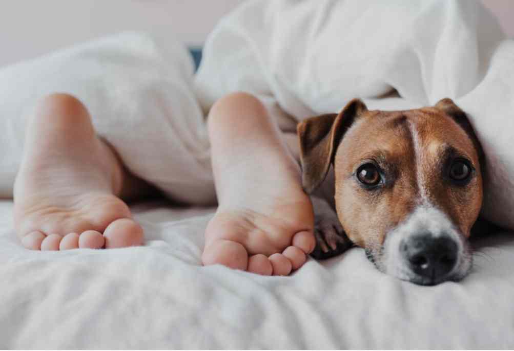 Stopping Excessive Foot Licking