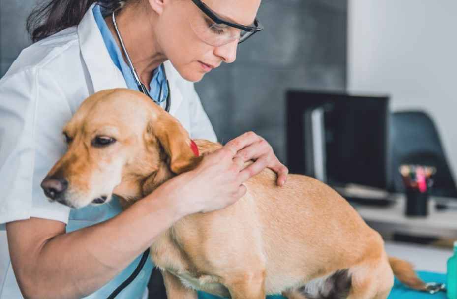 Treatment and Surgical Of Dog Hip Dysplasia
