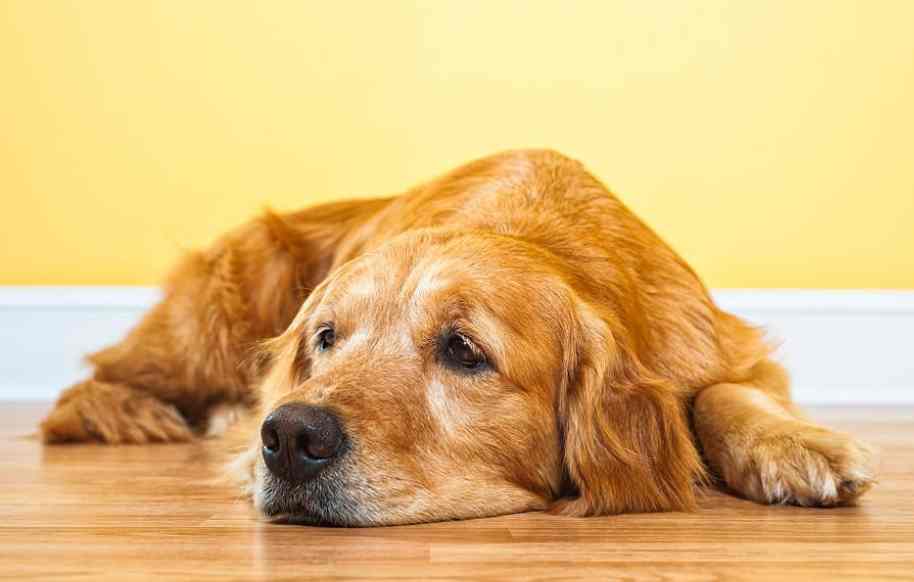 Signs and Symptoms Of Aging Dog Behavior 7 Understanding and Managing Dog
