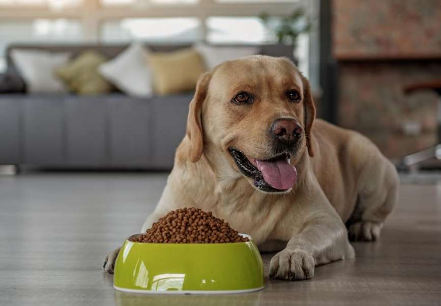 Wet vs. Dry Dog Food