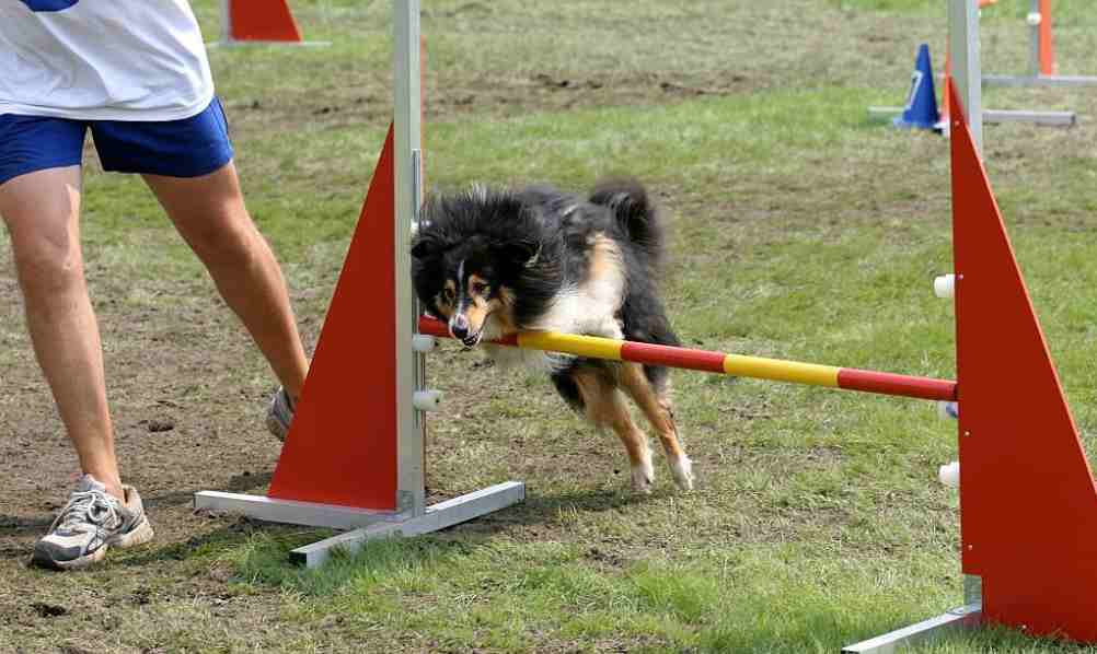 Working capabilities of Schutzhund