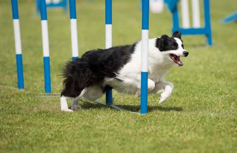 agility training for dogs