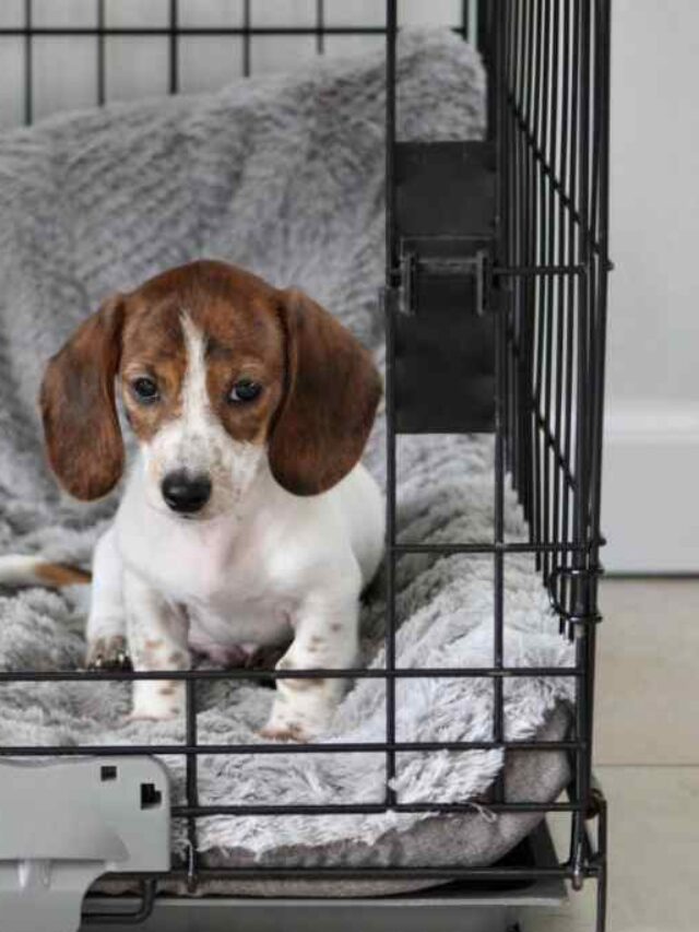 Dog crate Training