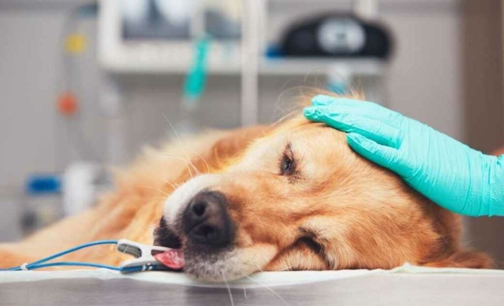 dog suffering kidney failure