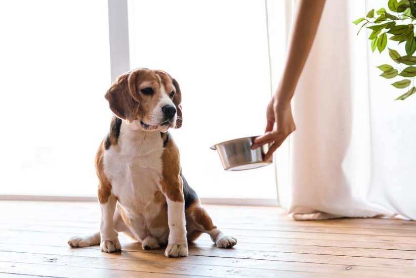 feeding both wet & dry food dogs