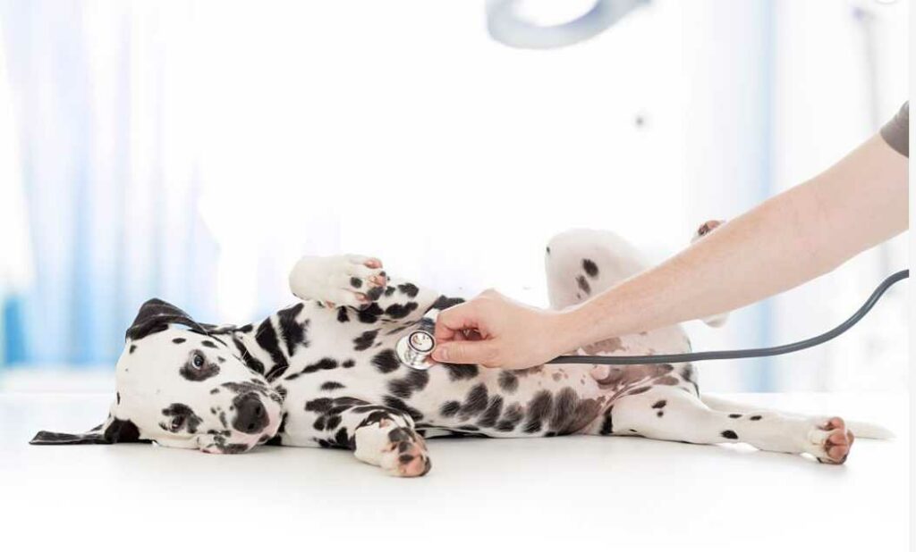 prevent dogs kidney problems