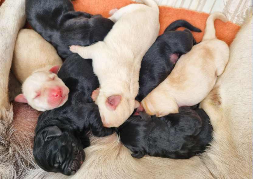 puppies into caring homes