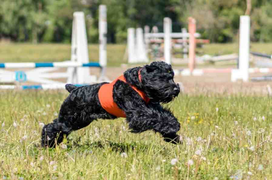 start Lure Coursing