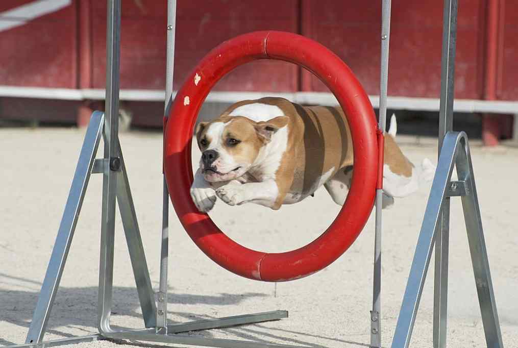start agility training