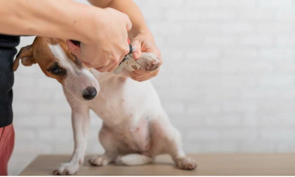 trim dog nails