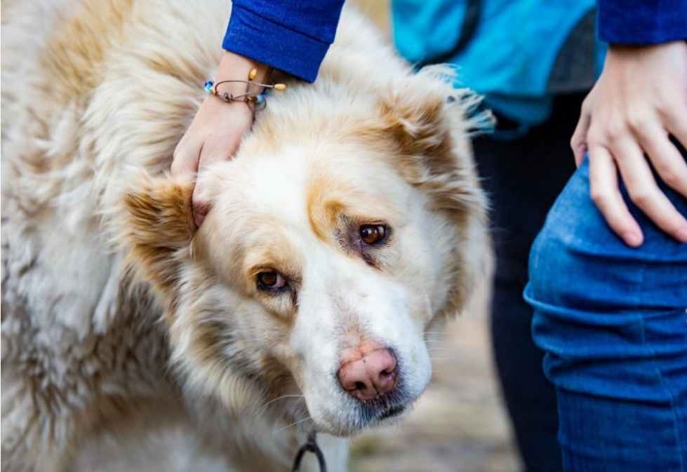 Canine Epilepsy Stages