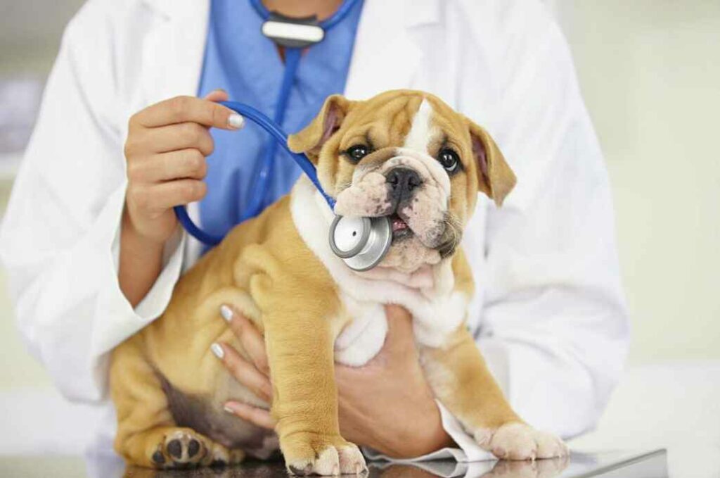 Canine Epilepsy diagnosis and treatment
