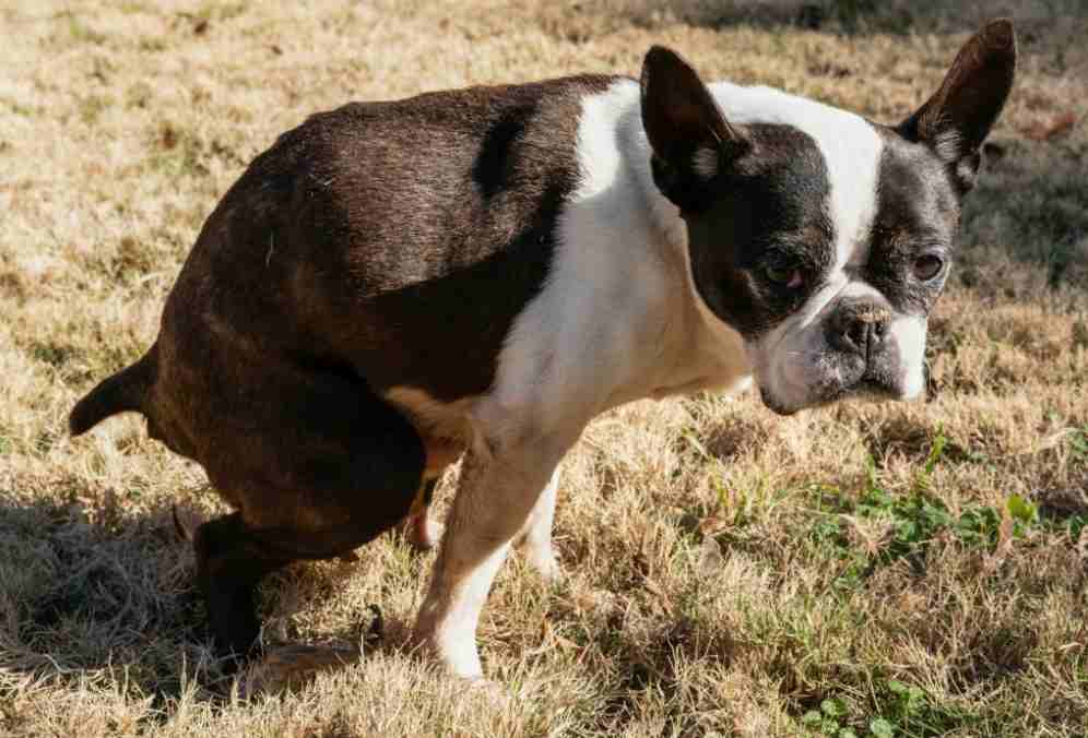 Dog Constipation