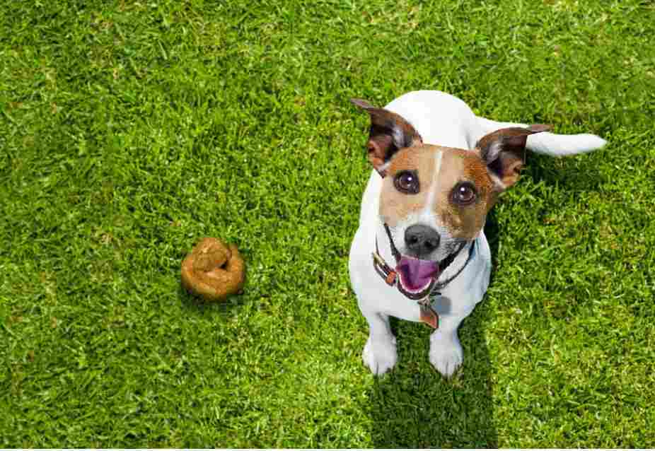 Dog potty routine with exercise