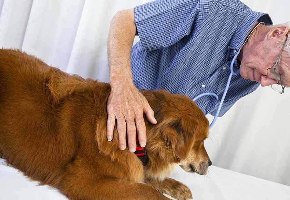 Dog seizure disorder categories