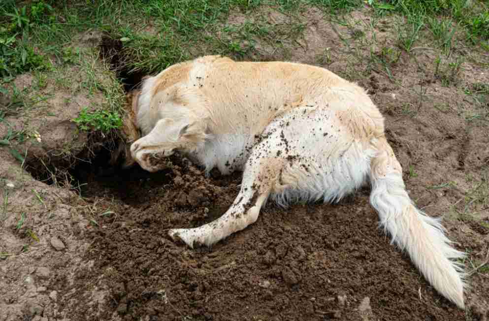 Start Earthdog Training