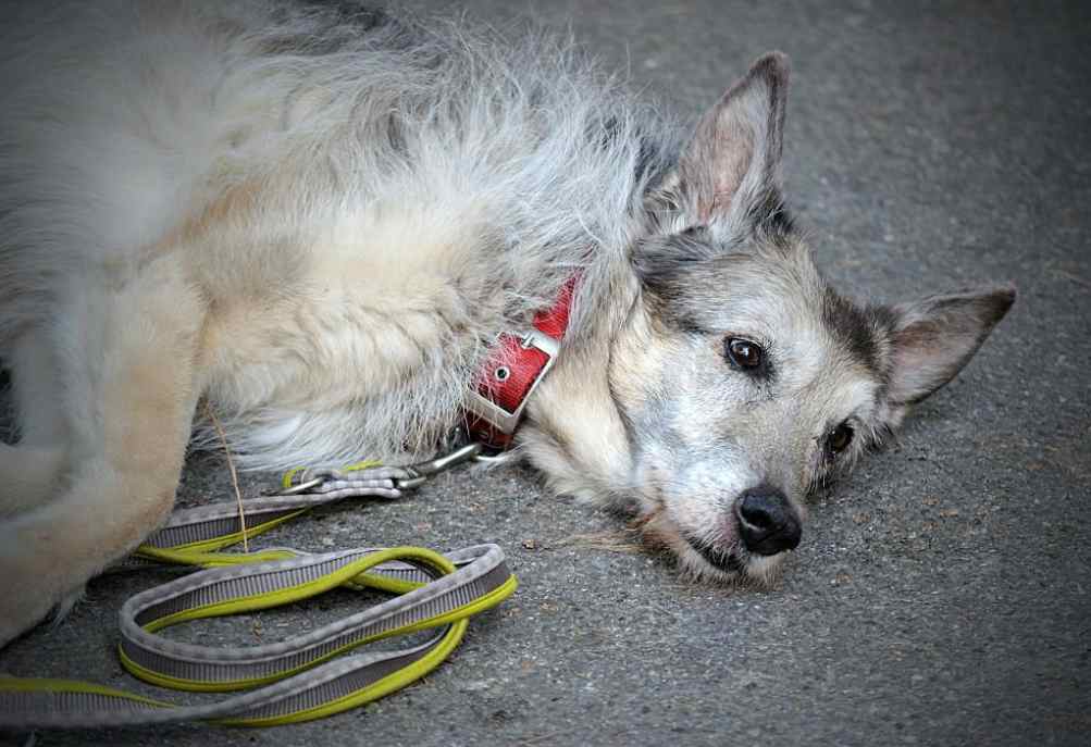 etiology of canine epilepsy