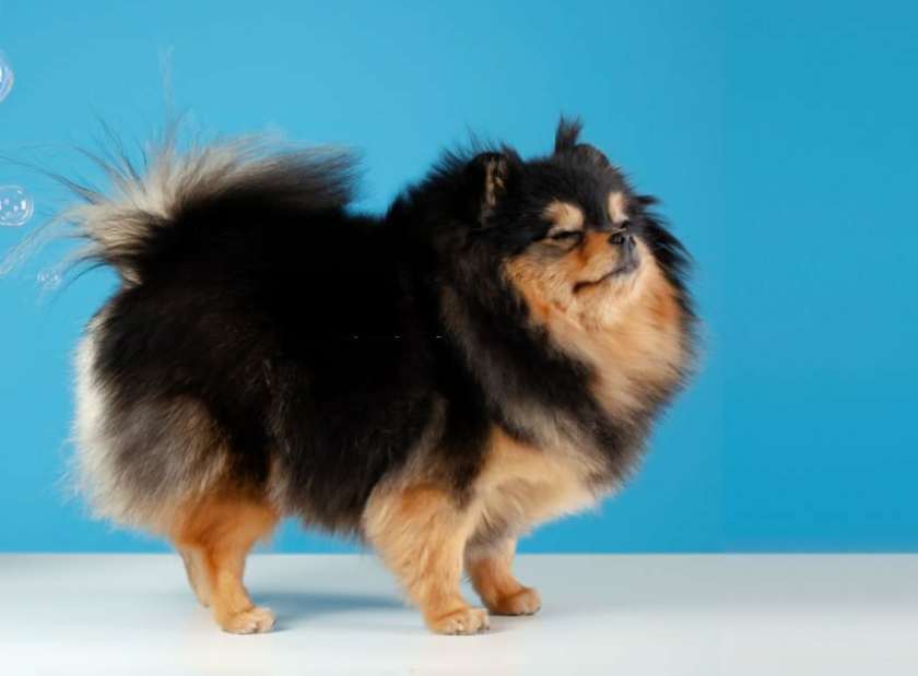 ice cube into a dog's rectum