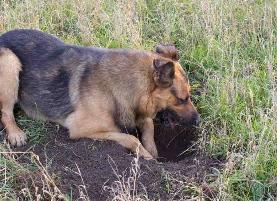 passing Earthdog tests