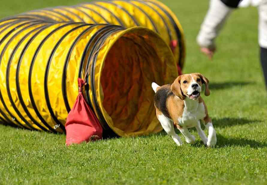 tunnels in Earthdog training