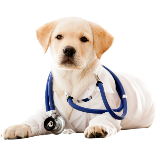 Health